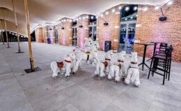 droles-de-betes-loisirs-roulants-jeu-enfants-adultes-Toulouse-Montauban-Auch-Castres-Carcassonne-Albi-id2loisirs-26022026-1